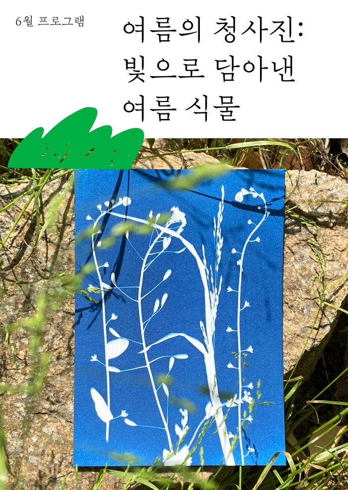 [다정한 아트라운지] 여름의 청사진: 빛으로 담아낸 여름 식물