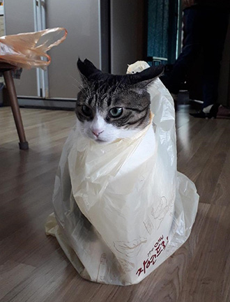 이미지