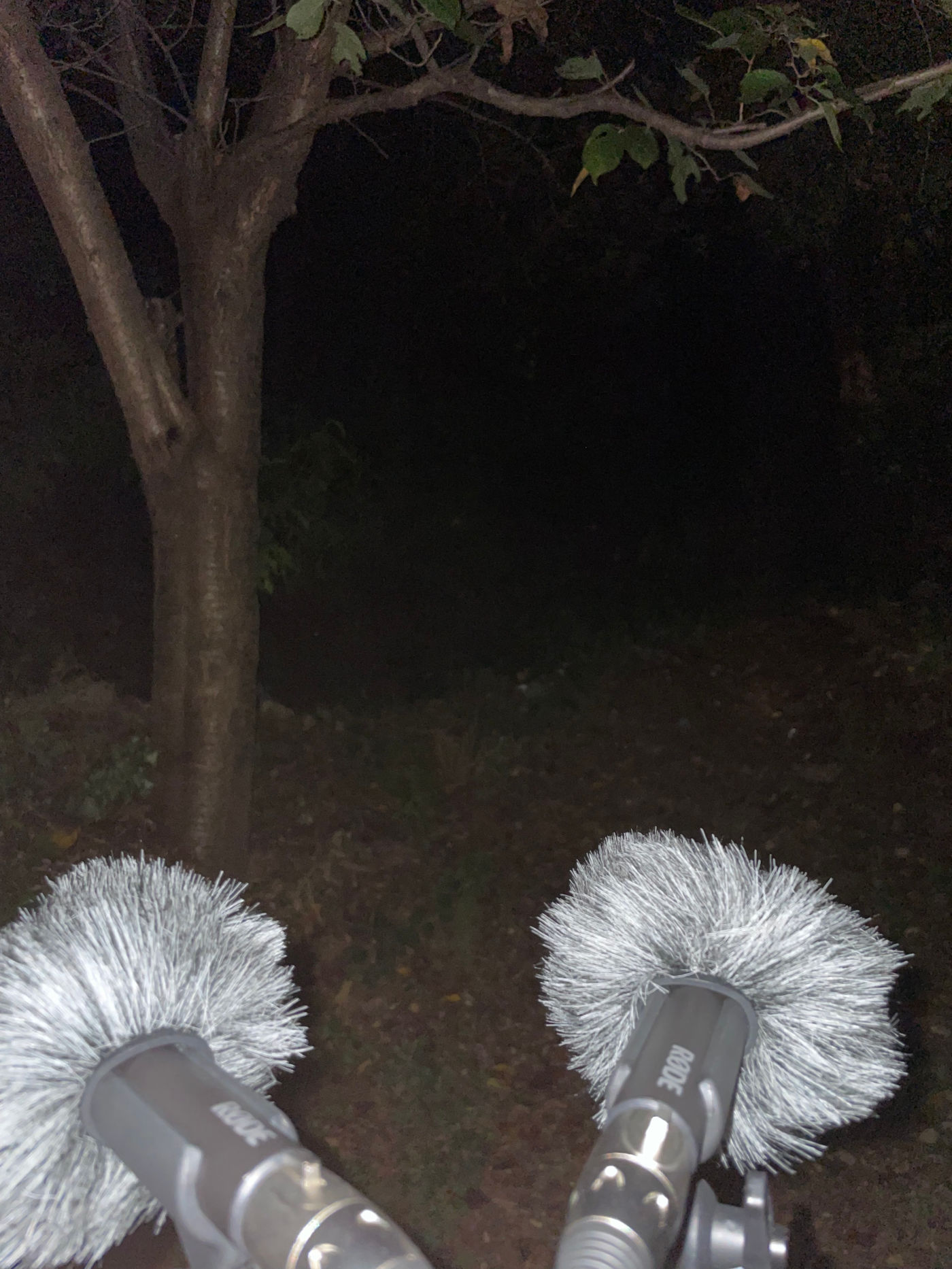 깜깜한 밤, 은빛의 녹음용 마이크 두 대가 나무 쪽을 향해 배치되어 있다. 땅에 떨어진 낙엽들이 어슴푸레하게 보이고, 나뭇가지에도 잎이 많이 달려 있지 않다.