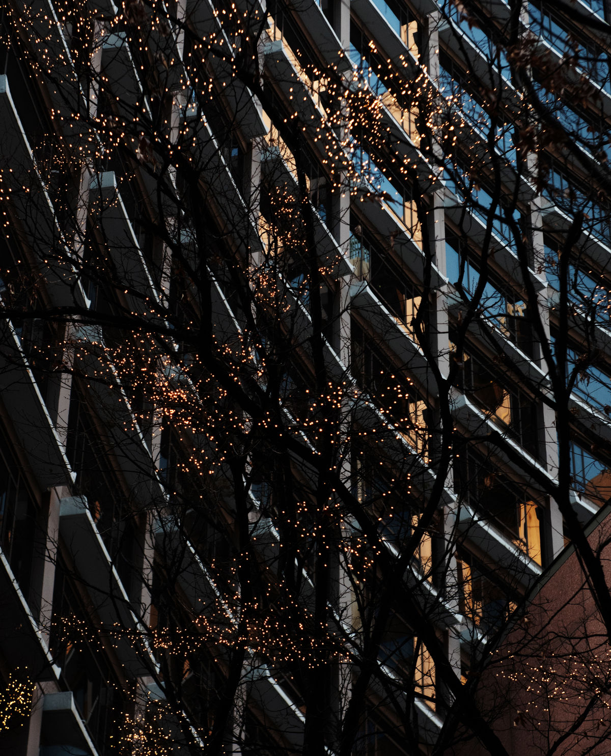 완만한 곡선을 이루는 건물 외벽 앞에 심어진 가로수들에 꼬마 전구들이 매달려 있다. 꼬마 전구들이 만드는 작은 빛들이 반짝이는 표면을 이루는 것처럼 보인다.