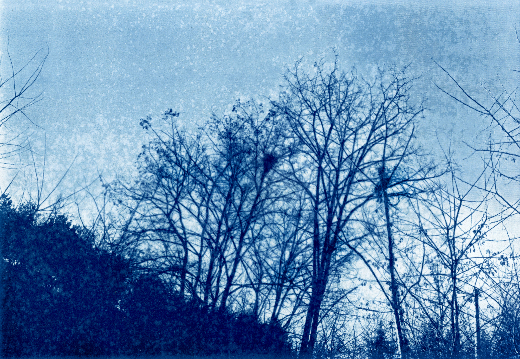 시아노타입(Cyanotype) 기법을 통해 푸른색 단색조로 표현한 사진이다. 화면 중앙과 우측에 자리한 앙상한 나무들은 복잡하게 얽힌 선적인 요소로 드러난다. 왼쪽 아래의 짙은 수풀은 묵직한 양감으로 덩어리져 있다. 배경이 되는 하늘은 질감이 거칠게 살아있어 프린트의 평면성을 넘어서는 촉각적 깊이를 만들어낸다.