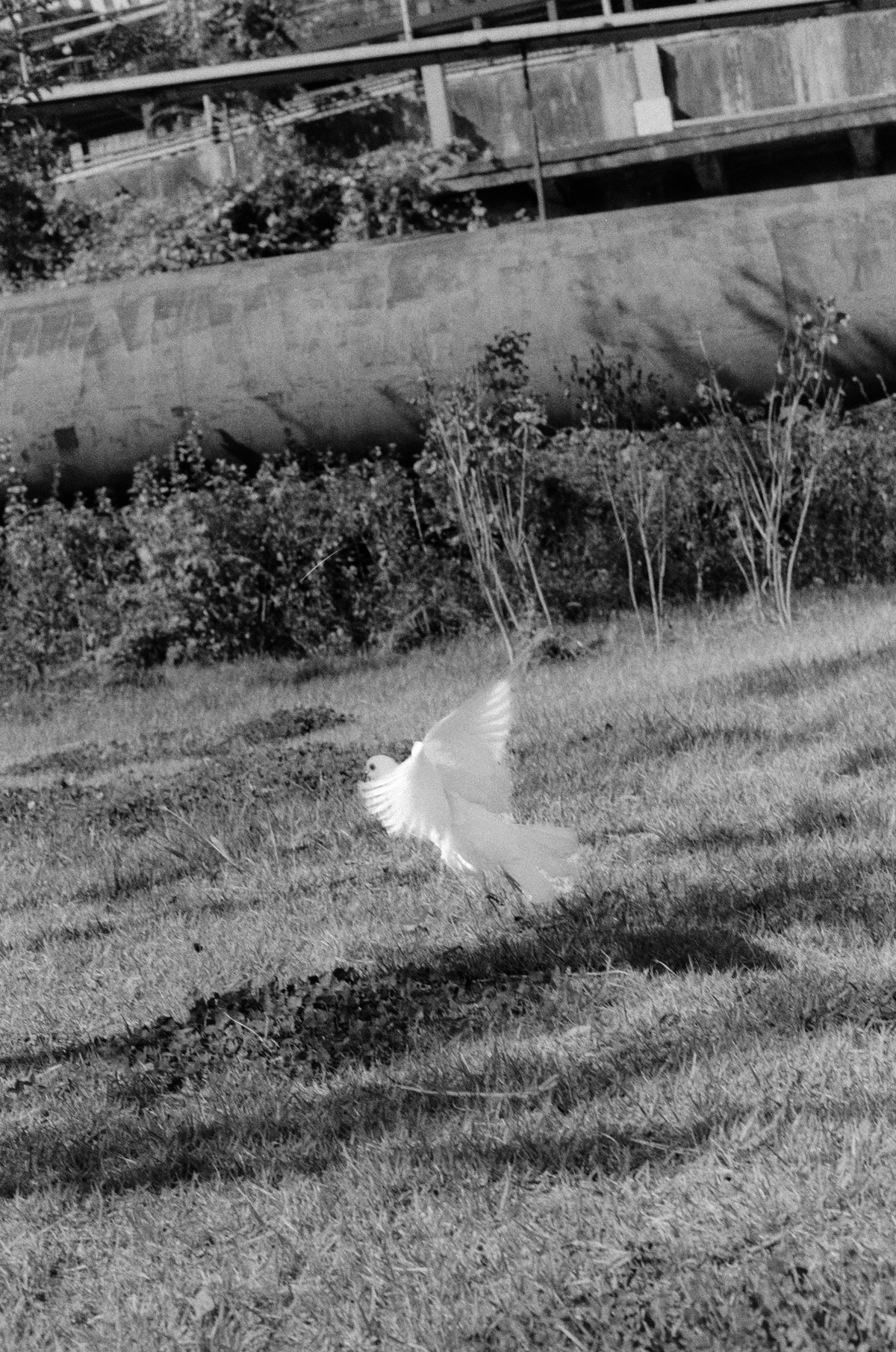 풀밭에서 흰색의 비둘기가 막 날갯짓을 하며 날아오르려 한다.